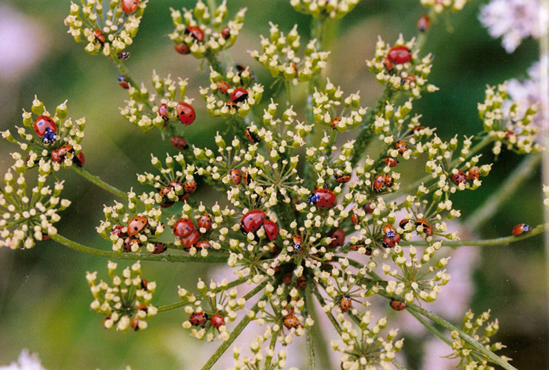 coccinella party